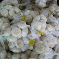 China 500g small packed fresh white garlic for sale New Caledonia